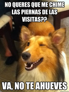 implying dog