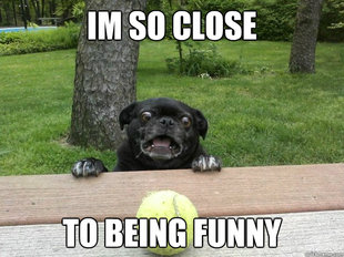 Berks Dog