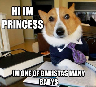 Lawyer Dog