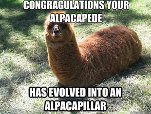 Alpacapillar