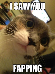Traumatized Cat