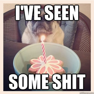 Birthday Dog