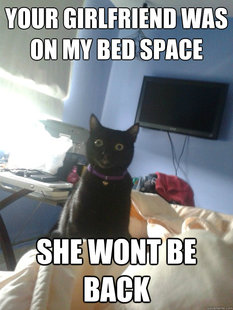 overly attached cat