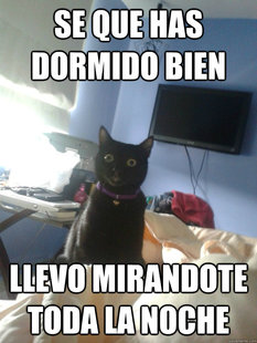 overly attached cat