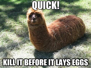 Alpacapillar