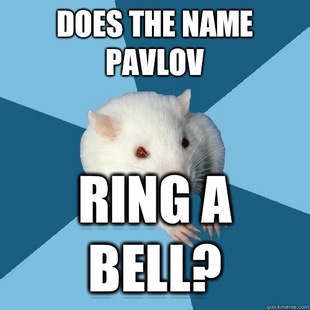 Psychology Major Rat