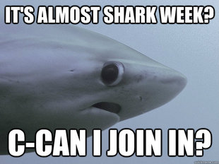 Shy Shark