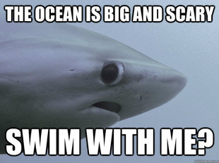 Shy Shark