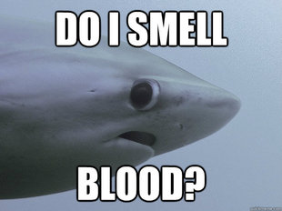 Shy Shark