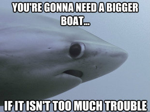Shy Shark