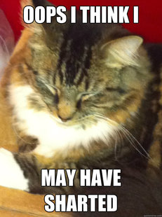 sharty cat