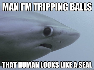 Shy Shark