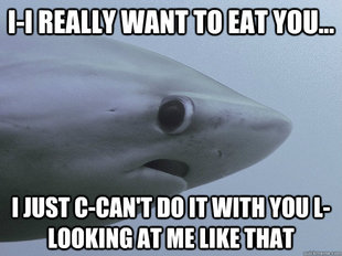 Shy Shark