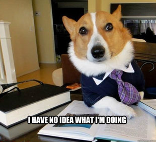 Lawyer Dog