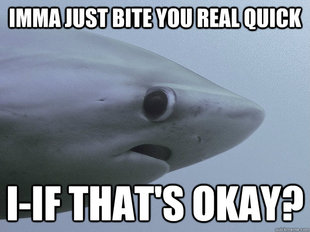Shy Shark