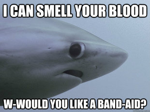 Shy Shark