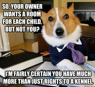 Lawyer Dog