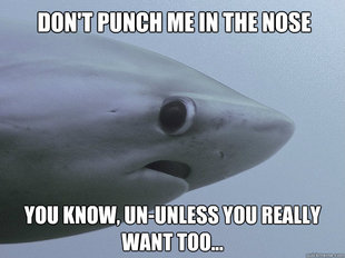 Shy Shark