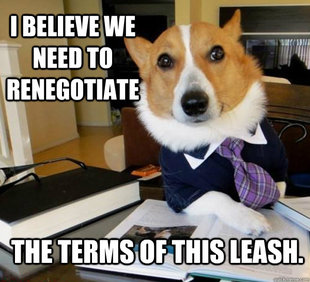Lawyer Dog