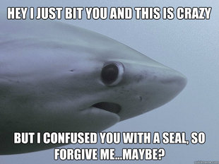 Shy Shark
