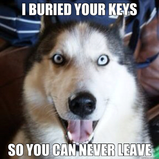 overly attached dog
