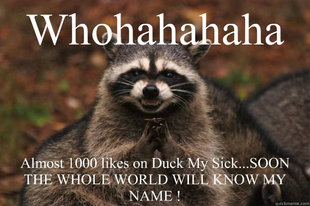 Evil Plotting Raccoon