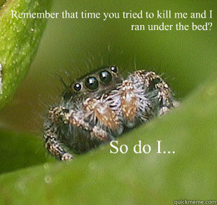 Misunderstood Spider