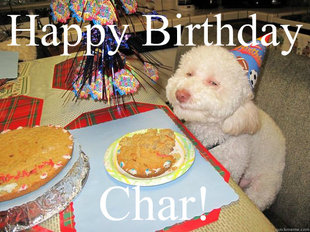 Stoned Birthday Dog