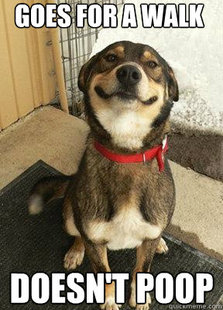 Good Dog