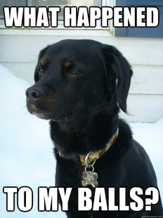 Philosophical Puppy