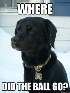 Philosophical Puppy