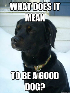 Philosophical Puppy