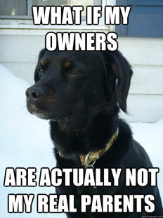 Philosophical Puppy