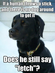 Philosophical Puppy