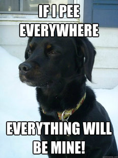 Philosophical Puppy