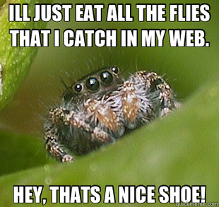Misunderstood Spider