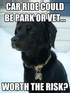 Philosophical Puppy