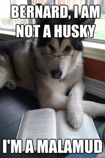 Condescending Literary Pun Dog
