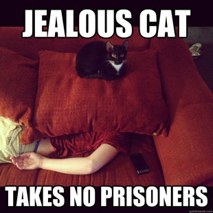 jealous cat