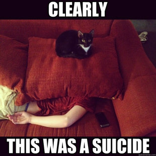 jealous cat