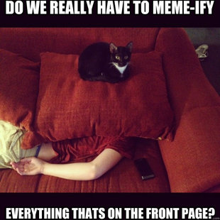 jealous cat