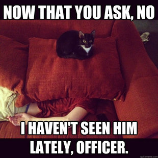 jealous cat