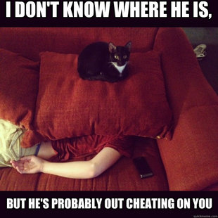 jealous cat