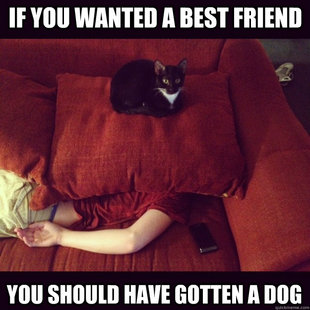 jealous cat