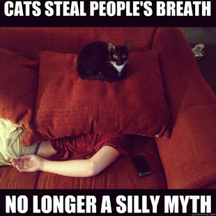 jealous cat
