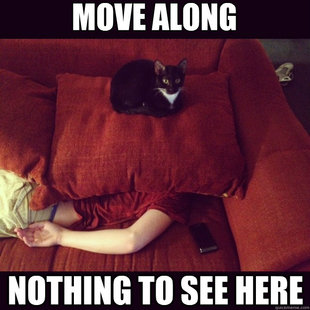 jealous cat