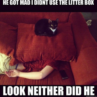 jealous cat