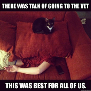 jealous cat