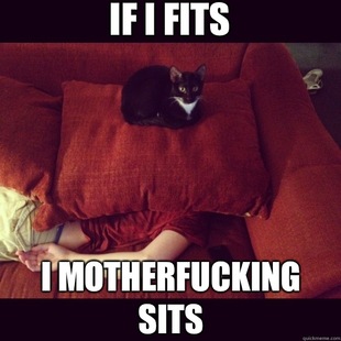 jealous cat