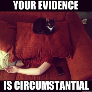 jealous cat